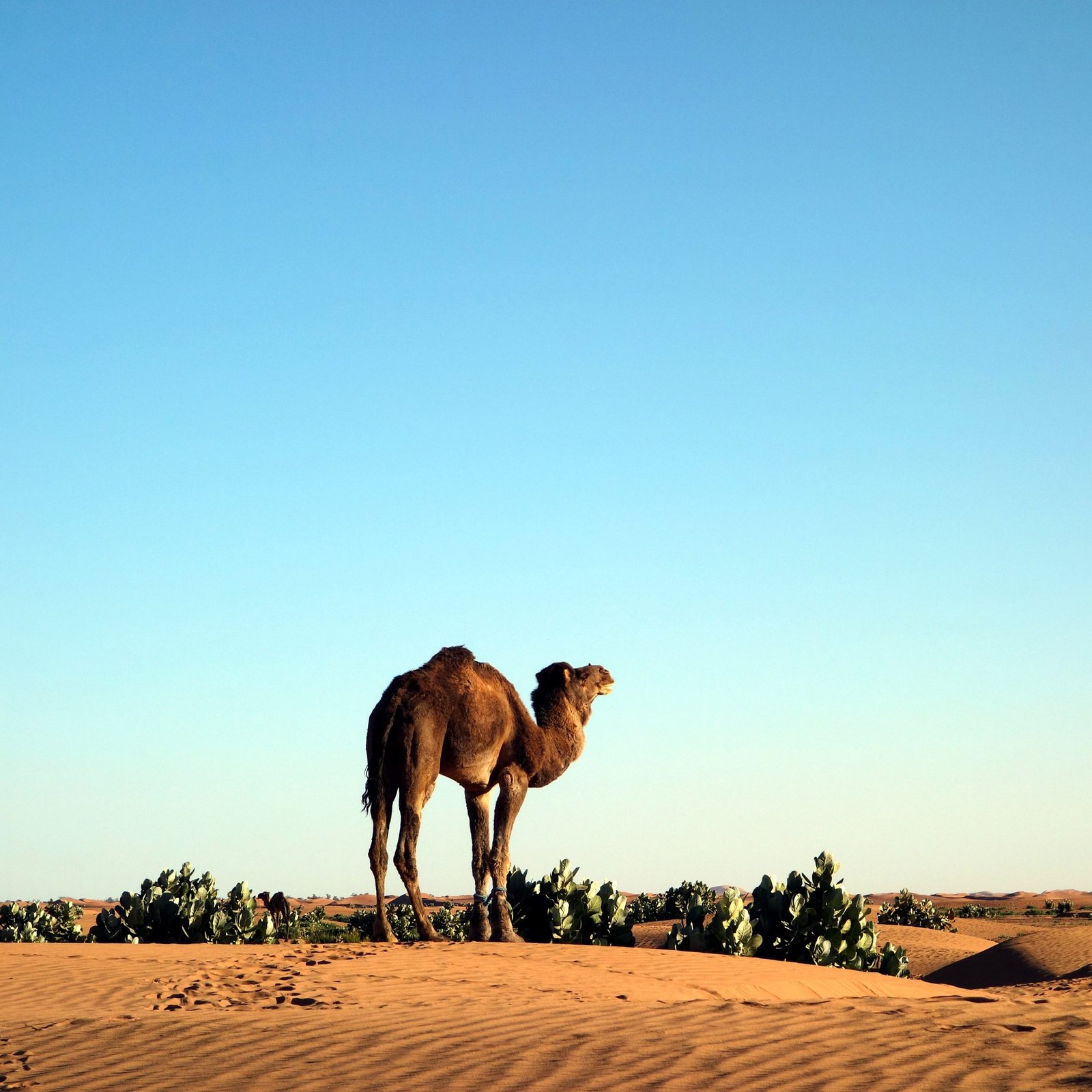 Day 9: M’HAMID – MARRAKECH