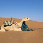 Dromedary in Morocco: Desert Facts, Life & Culture