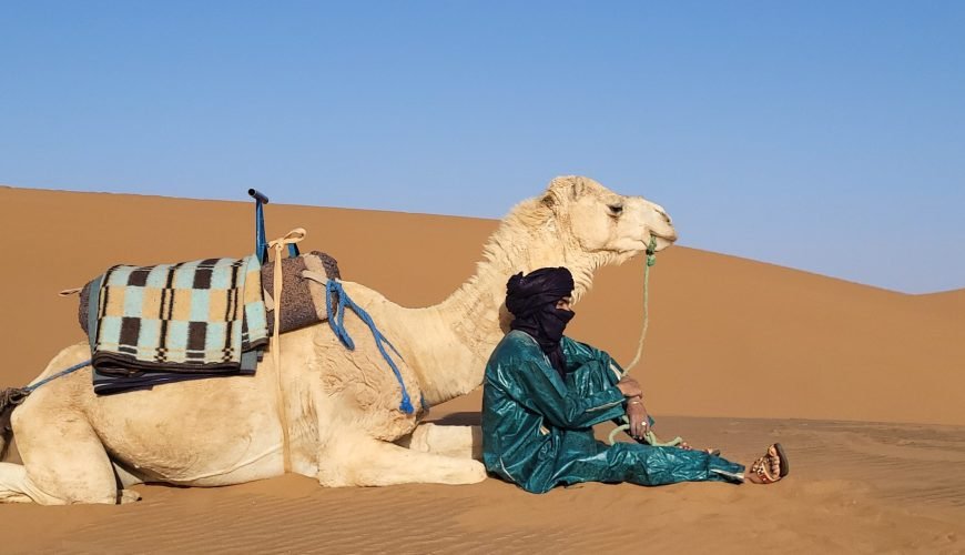 Dromedary in Morocco: Desert Facts, Life & Culture