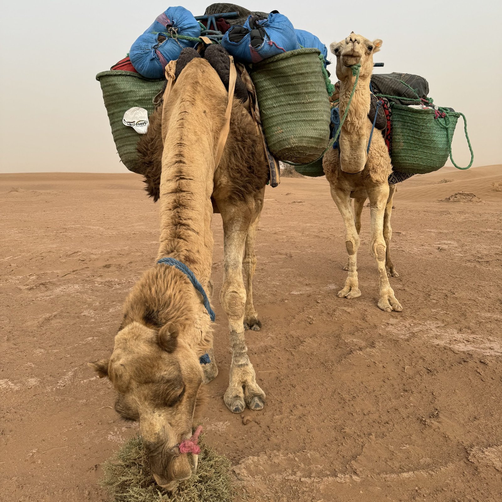 Day 1: MARRAKECH – M’HAMID