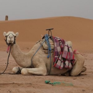 Morocco Tour Imperial Cities & Sahara Desert Adventure 9 Days